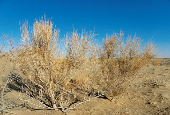 1765855754726901.png 1765855754726901.png